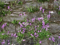 wild flowers on the Castle walls
